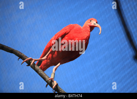 Lo Zoo di Londra, Scarlet/rosso Ibis Foto Stock