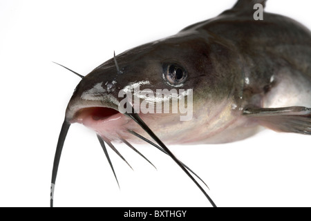 Channel catfish isolato su uno sfondo bianco. Tradizionalmente American una specie di pesci. Foto Stock