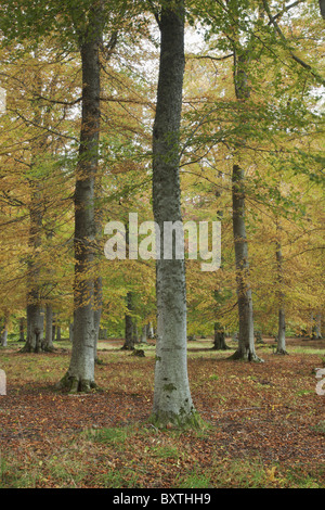 Scenic view of an autumn colored forest Scotland. Foto Stock