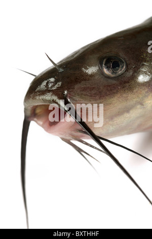 Channel catfish isolato su uno sfondo bianco. Tradizionalmente American una specie di pesci. Foto Stock