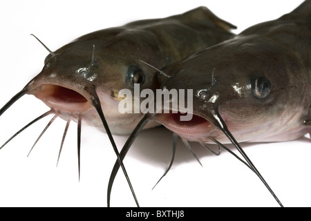 Channel catfish isolato su uno sfondo bianco. Tradizionalmente American una specie di pesci. Foto Stock