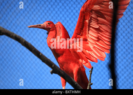 Lo Zoo di Londra, Scarlet/rosso Ibis Foto Stock