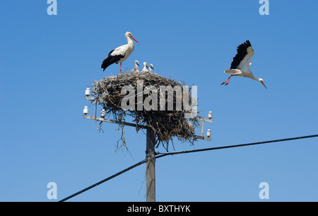 Il Portogallo, cicogne nidi su un palo del telegrafo nel Alentejo Foto Stock