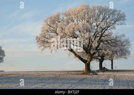 Gelido inverno scena in Shropshire Foto Stock