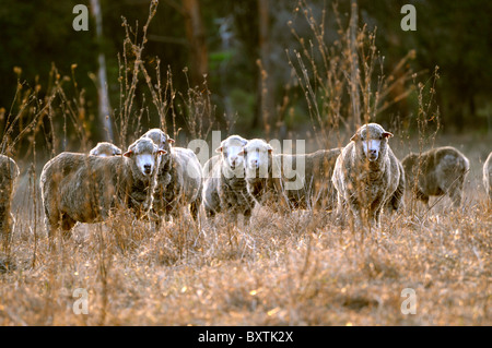 Pecore in un campo al tramonto vicino Pemberton Wa Australia Foto Stock