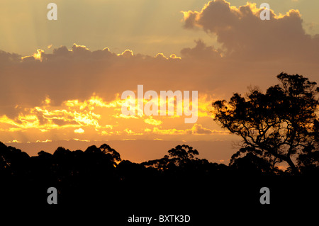 Tramonto vicino Pemberton Wa Australia Foto Stock