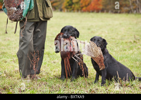 Custode di gioco con i suoi 2 retriever cani da caccia in Scozia Foto Stock