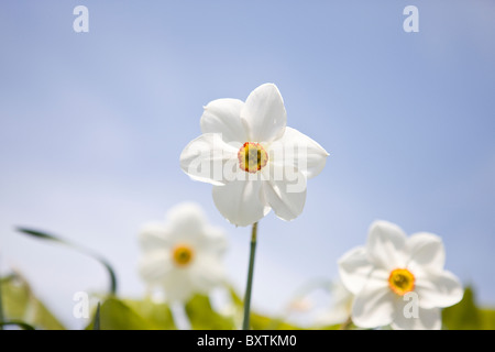 Bianco e arancione narcisi Foto Stock