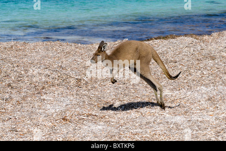 Kangaroo sulla spiaggia a Lucky Bay a Cape Le Grand National Park a Esperance Wa Australia Foto Stock
