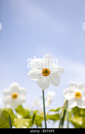 Bianco e arancione narcisi Foto Stock