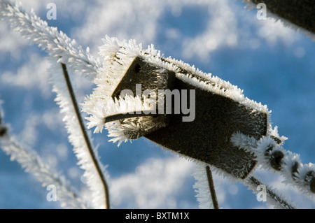 Filo tenditore recinto coperto di brina cristalli, nei pressi del villaggio di Scarfskerry, Caithness in Scozia, Regno Unito Foto Stock