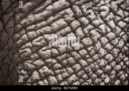 Close-up di un elefante ruvido e fango spesso incrostati di pelle vicino a Knysna, Sud Africa Foto Stock