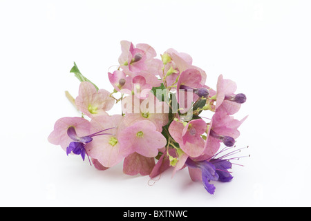 Close-up di Viola cappello cinese fiori su sfondo bianco Foto Stock