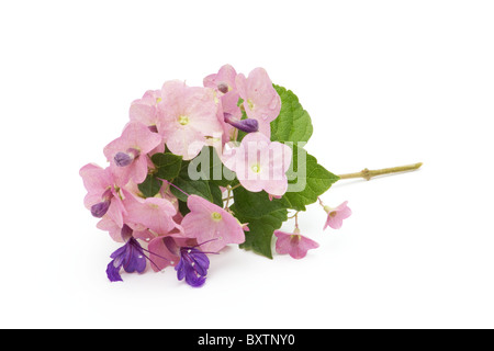 Close-up di Viola cappello cinese fiori su sfondo bianco Foto Stock