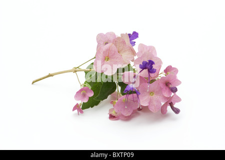 Close-up di Viola cappello cinese fiori su sfondo bianco Foto Stock