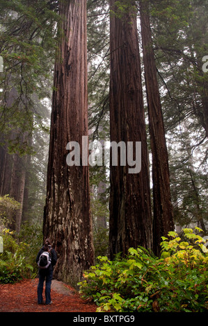 Lady Bird Johnson Grove Trail Foto Stock