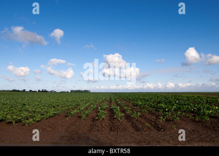 Campo di cavolo cappuccio lincolnshire Foto Stock