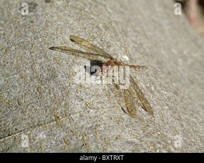 Dragonfly crogiolarsi al sole su un albero morto nel West Sussex, Regno Unito Foto Stock