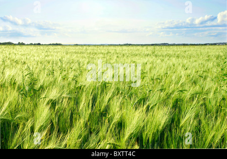Bella la maturazione verde cereali Orzo campo venga soffiata dal vento. Grande giornata d'estate. Foto Stock