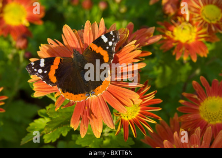 Red Admiral butterfly, Vanessa Atalanta, sui fiori di crisantemo, Scozia, GB, Unione Europea, Europa Foto Stock