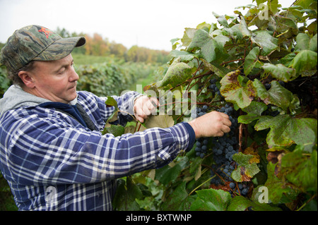 Tim Burch, uva e frutta coltivatore Erie County PA Foto Stock