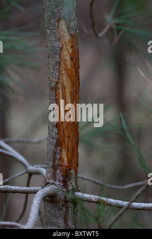 Pino silvestre, Pinus sylvestris alberello con corteccia masticati da cervi Foto Stock