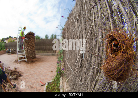 Aperto cocoon per mostrare la quasi adulto dal rosso curculione palm (Rhynchophorus ferrugineus) come riscontrato durante il trattamento di una infestazione Palm tree, Spagna dal rosso curculione palm (Rhynchophorus ferrugineus) come riscontrato durante il trattamento di una infestazione Palm tree, Spagna Foto Stock