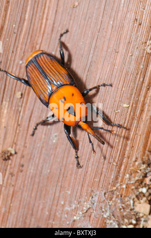 Adulto dal rosso curculione Palm (Rhynchophorus ferrugineus) come riscontrato durante il trattamento di un canarino infestate di palma, Spagna Foto Stock