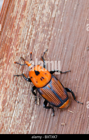 Adulto dal rosso curculione Palm (Rhynchophorus ferrugineus) come riscontrato durante il trattamento di un canarino infestate di palma, Spagna Foto Stock