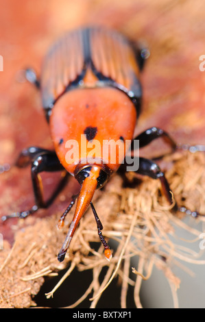 Adulto dal rosso curculione Palm (Rhynchophorus ferrugineus) come riscontrato durante il trattamento di un canarino infestate di palma, Spagna Foto Stock