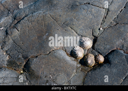 Patelle sulle rocce al mare Foto Stock