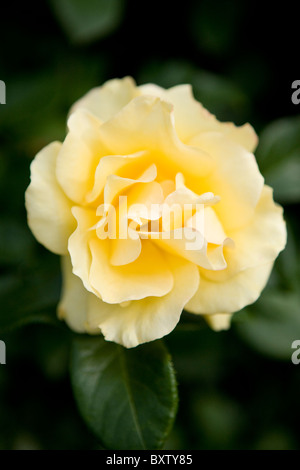 Una rosa gialla in Bloom, visto da sopra Foto Stock