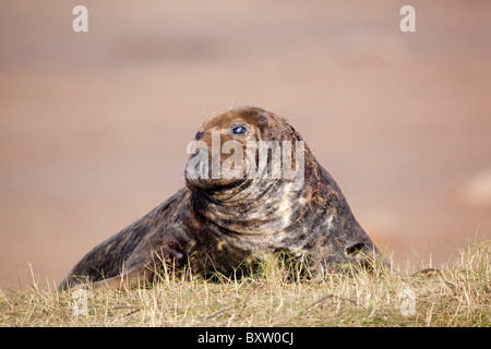 Guarnizione grigio; Halichoerus grypus; Donna Nook; Lincolnshire Foto Stock