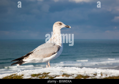 Aringa Gull; Larus argentatus; adolescente; alimentazione nella neve a Perranporth; Cornovaglia Foto Stock
