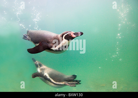 I pinguini Humboldt; Spheniscus Humboldti; in una piscina presso la Tenuta nazionale santuario; Cornovaglia Foto Stock