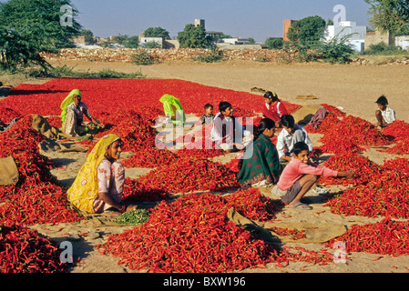 Ordinamento dei lavoratori peperoncino rosso, Rajasthan, India Foto Stock