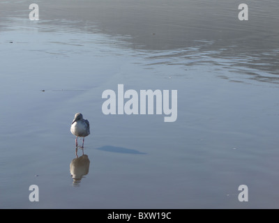 Gull in surf sulla spiaggia sabbiosa, con riflessioni, Oregon Coast, Oceano Pacifico Foto Stock