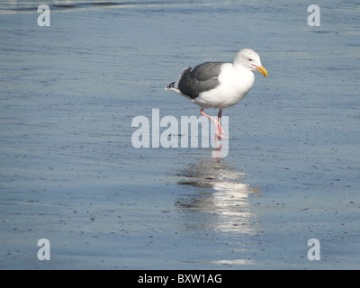 Gull in surf sulla spiaggia sabbiosa, con riflessioni, Oregon Coast, Oceano Pacifico Foto Stock