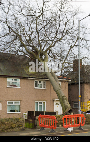 Albero che cade sulla casa, Wirral, Inghilterra Foto Stock