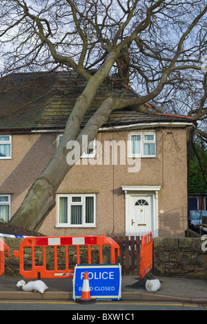 Albero che cade sulla casa, Wirral, Inghilterra Foto Stock