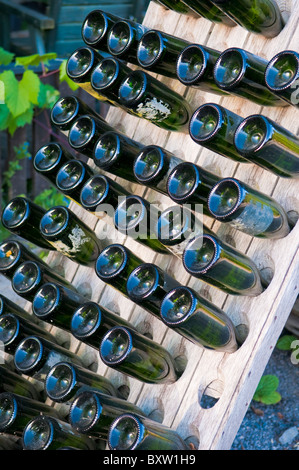 Vino vagliatura con Rack vuoto verde bottiglie in un vigneto Foto Stock
