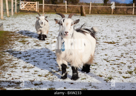 Capre pigmee nella neve; guarnizione nazionale santuario; Cornovaglia Foto Stock