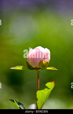 Una peonia rosa in fiore bud Foto Stock