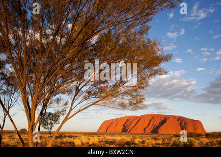 Australia Territorio del Nord - Uluru Kata Tjuta National Park impostazione luci sun Desert Oak tree e il deserto di sabbia rossa Foto Stock