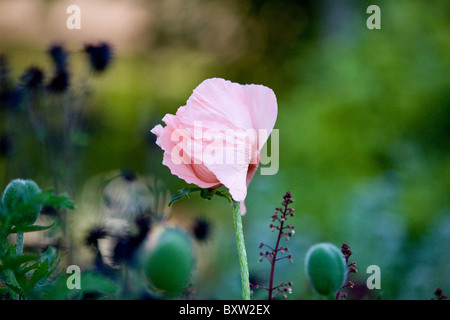 Una rosa di papavero orientale Foto Stock