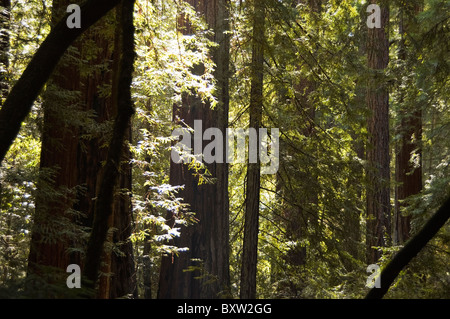 Elk230-X114 California, Big Basin Redwoods State Park, alberi di sequoia Foto Stock