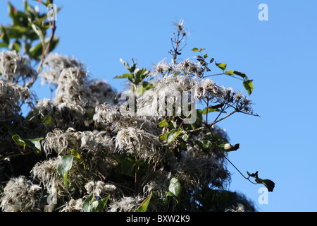 Uomo vecchio con la barba o Clematis vitalba in inglese siepe. Foto Stock