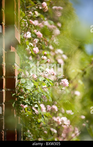 Una rosa rosa rampicante che cresce su una parete Foto Stock