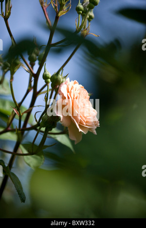 Una rosa arancione Foto Stock