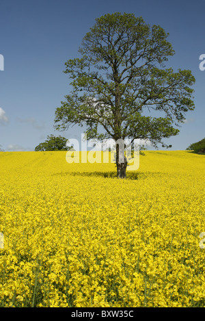 Alberi in un campo di colza in una giornata di sole nel mese di maggio Foto Stock